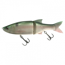 Ghost Gizzard Shad